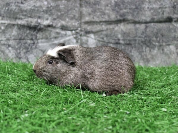 Guinea Pig GUINEA PIG Male 22107 Petland Racine, Wisconsin