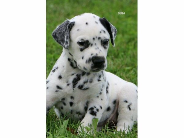 Dalmatian DOG Female Black / White 22149 Petland Racine, Wisconsin