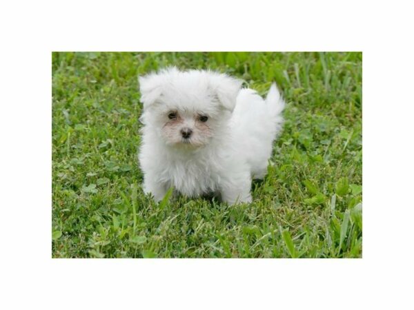 Maltese-DOG-Male-White-22130-Petland Racine, Wisconsin