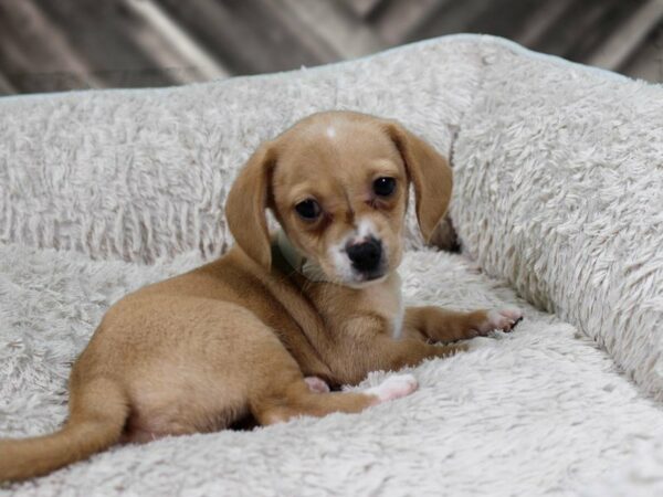 Chiweenie DOG Male FAWN 22151 Petland Racine, Wisconsin