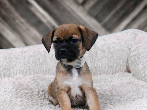 Chug-DOG-Female-FAWN-22155-Petland Racine, Wisconsin