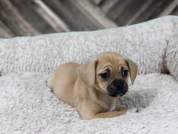 Chug-DOG-Male-RED-22154-Petland Racine, Wisconsin