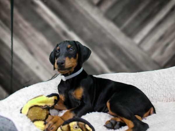 Doberman Pinscher DOG Male Black / Rust 22147 Petland Racine, Wisconsin