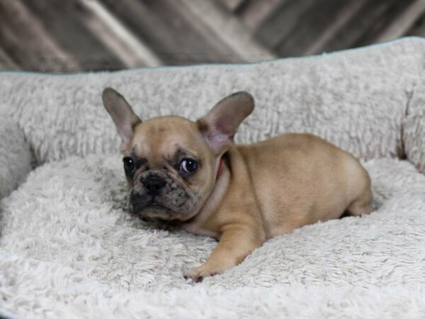 French Bulldog-DOG-Male-FAWN W/ LITTLE MERLE-22126-Petland Racine, Wisconsin
