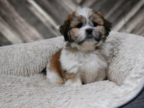 Peke-A-Poo DOG Male SABLE/WHITE 22152 Petland Racine, Wisconsin