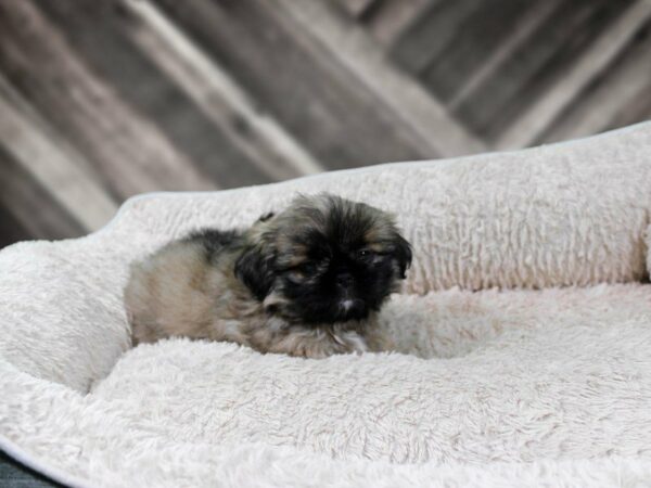 Peke-A-Tzu DOG Female Brown / White 22136 Petland Racine, Wisconsin