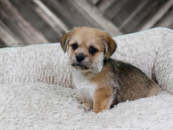 Pekingese/Schnauzer-DOG-Male-SABLE-22153-Petland Racine, Wisconsin