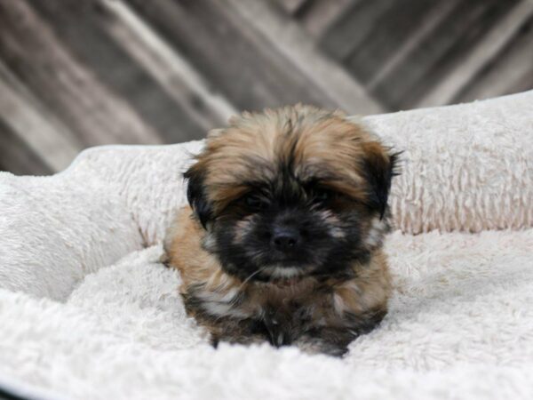 Shihpom-DOG-Female-Brown-22135-Petland Racine, Wisconsin