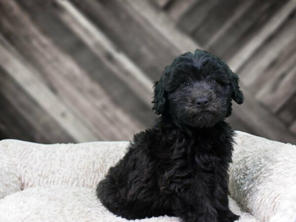 Whoodle-DOG-Female-BLK-22122-Petland Racine, Wisconsin