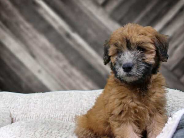 Whoodle-DOG-Male-WHEATEN-22121-Petland Racine, Wisconsin