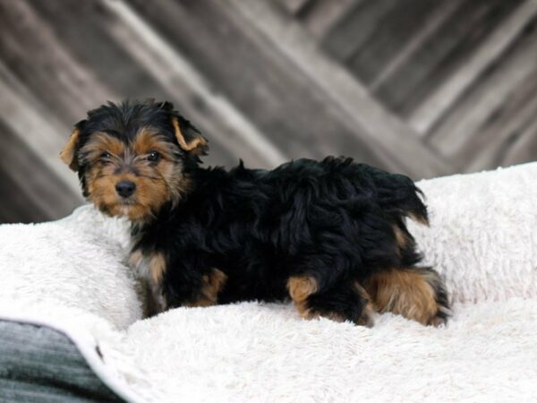 Yorkshire Terrier-DOG-Female-BLUE/GOLD-22120-Petland Racine, Wisconsin