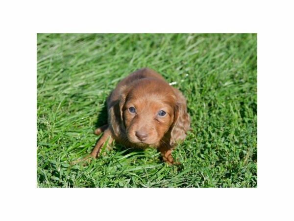 Dachshund-DOG-Female-Red-22164-Petland Racine, Wisconsin