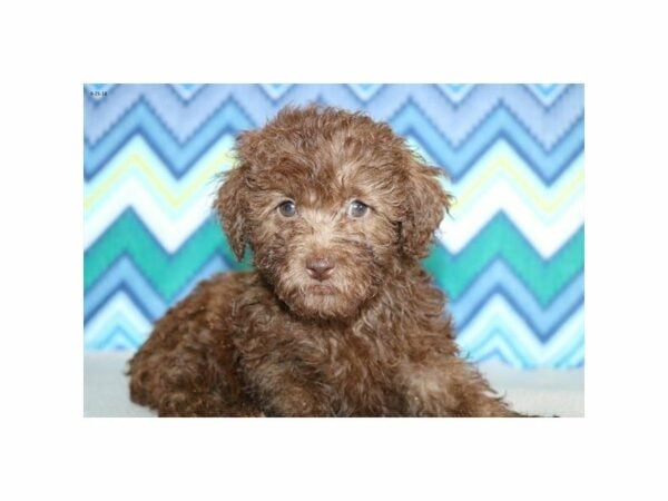 Poodle-DOG-Female-chlt-22163-Petland Racine, Wisconsin