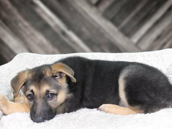 German Shepherd-DOG-Male-BLK/TAN-22167-Petland Racine, Wisconsin