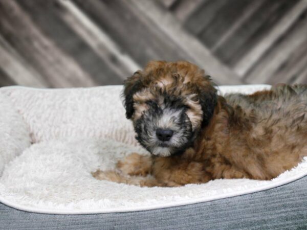 Soft Coated Wheaten Terrier-DOG-Male-Wheaten-22158-Petland Racine, Wisconsin