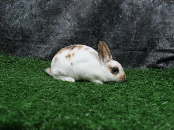 Mini Rex-RABBIT-Female--22171-Petland Racine, Wisconsin