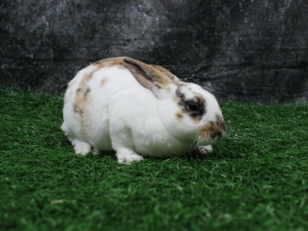 Mini Rex-RABBIT-Female--22172-Petland Racine, Wisconsin