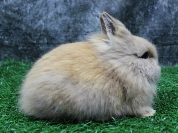 Lionhead-RABBIT-Male--22176-Petland Racine, Wisconsin