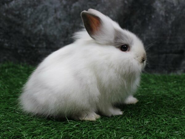 Lionhead-RABBIT-Female--22178-Petland Racine, Wisconsin