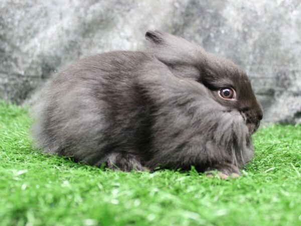 Lionhead-RABBIT-Male--22175-Petland Racine, Wisconsin