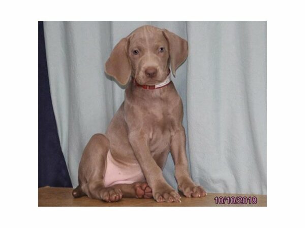 Weimaraner-DOG-Female-Gray-22196-Petland Racine, Wisconsin