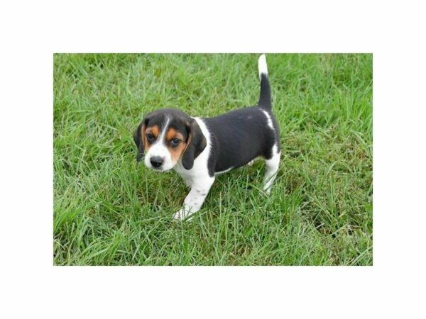 Beagle-DOG-Male-Tri-Colored-22197-Petland Racine, Wisconsin