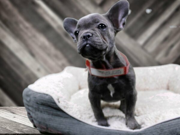 French Bulldog-DOG-Female-BLUE-22198-Petland Racine, Wisconsin