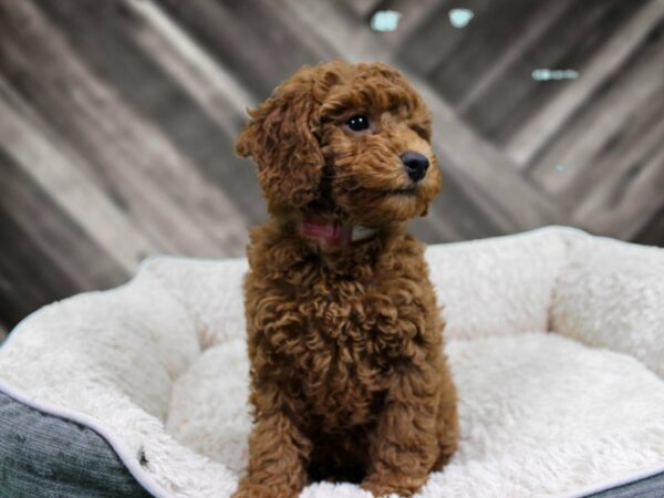 Poodle-DOG-Male-Red-22193-Petland Racine, Wisconsin