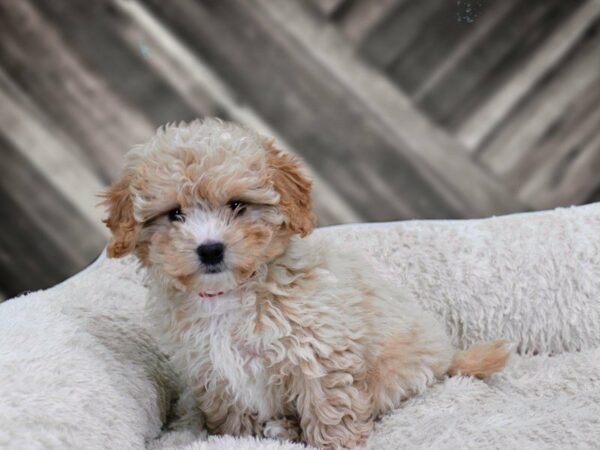 Shihpoo-DOG-Female-Buff / White-22190-Petland Racine, Wisconsin