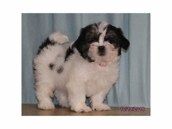 Lhasa Apso/Shih Tzu DOG Female Black / White 22212 Petland Racine, Wisconsin