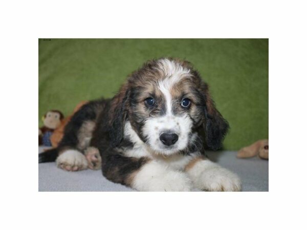 Bernese Mountain Dog/Poodle-DOG-Female-sbl & wh-22206-Petland Racine, Wisconsin