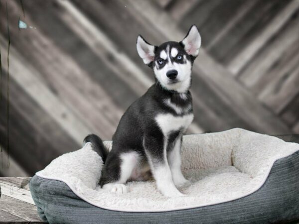 Siberian Husky-DOG-Male-BLK/WH-22213-Petland Racine, Wisconsin