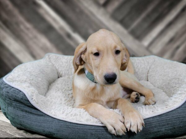 Goldador-DOG-Female-YELLOW-22217-Petland Racine, Wisconsin