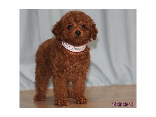 Poodle-DOG-Female-Red-22223-Petland Racine, Wisconsin