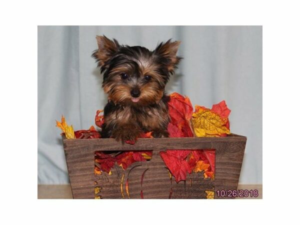 Yorkshire Terrier-DOG-Female-Black / Tan-22228-Petland Racine, Wisconsin