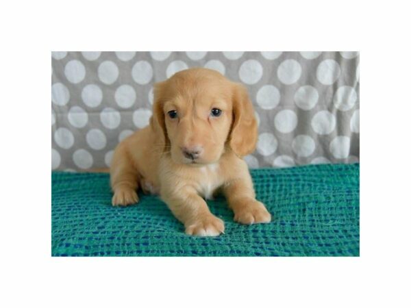 Dachshund-DOG-Male-Red-22221-Petland Racine, Wisconsin