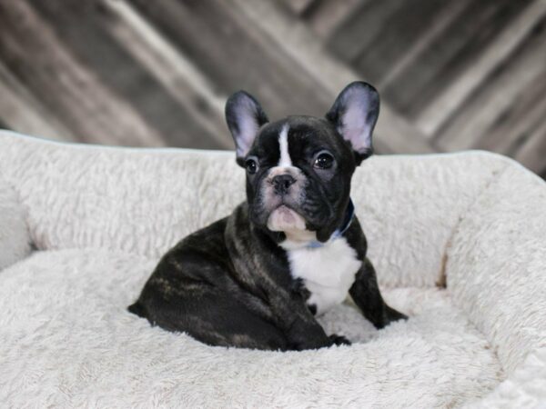 French Bulldog-DOG-Female-BLK/BRINDLE-22233-Petland Racine, Wisconsin