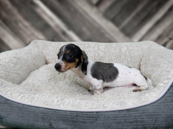 Dachshund-DOG-Male-SILVER DAPPLE PIE-22239-Petland Racine, Wisconsin