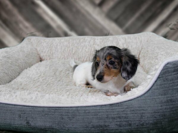 Dachshund-DOG-Female-SILVER DAPPLE PIE-22238-Petland Racine, Wisconsin