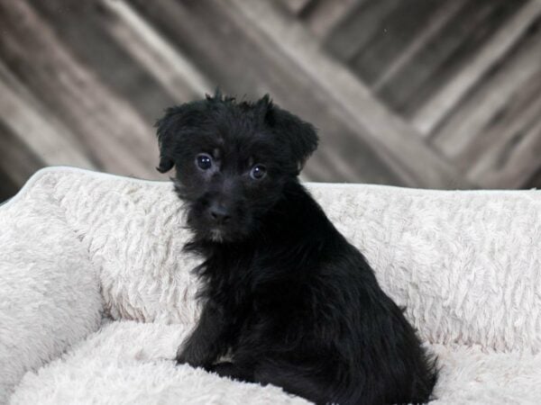 Silkypoo-DOG-Male-BLK-22243-Petland Racine, Wisconsin