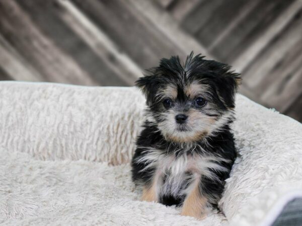 Shorkie-DOG-Female-BLK/TAN-22242-Petland Racine, Wisconsin