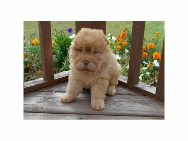 Chinese Shar-Pei-DOG-Female-Fawn-22247-Petland Racine, Wisconsin