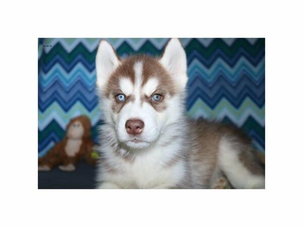 Siberian Husky-DOG-Male-rd & wh-22246-Petland Racine, Wisconsin