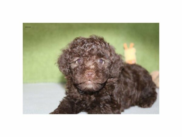 Poodle-DOG-Male-chlt-22250-Petland Racine, Wisconsin