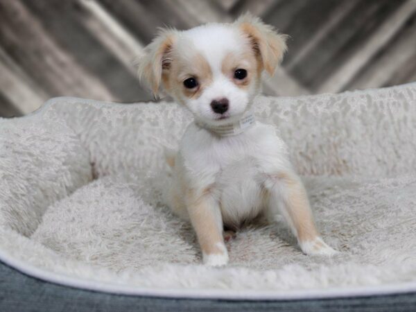 Chihuahua-DOG-Female-BUFF/WHITE-22261-Petland Racine, Wisconsin