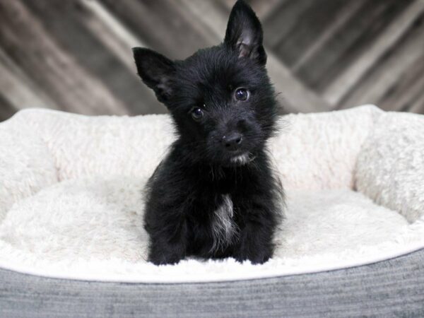 American Eskimo / Scottish Terrier-DOG-Female-BLK-22263-Petland Racine, Wisconsin