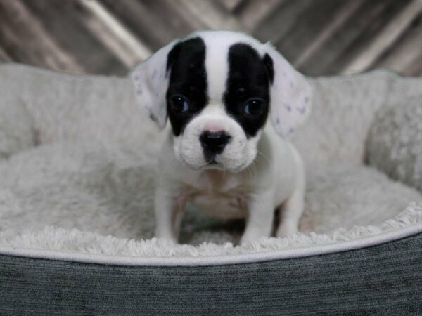 Frocker-DOG-Female-BLK/WH-22262-Petland Racine, Wisconsin