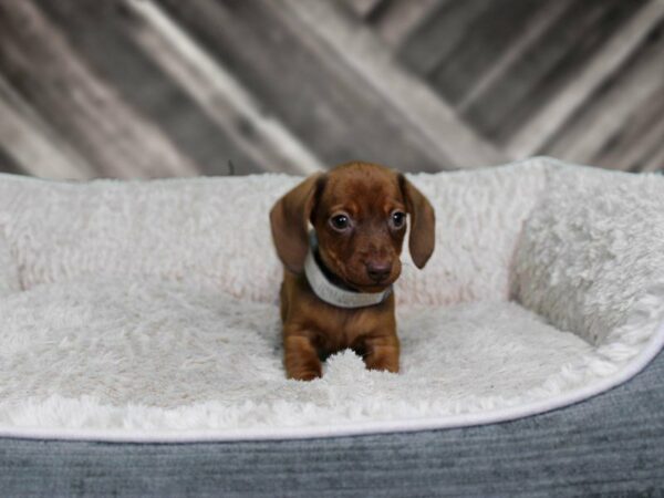 Dachshund-DOG-Female-RED-22257-Petland Racine, Wisconsin