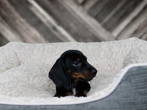 Dachshund-DOG-Male-BLK/TAN-22256-Petland Racine, Wisconsin