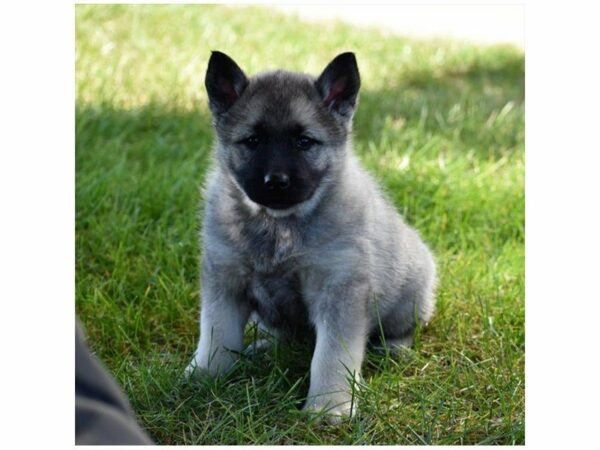 Norwegian Elkhound-DOG-Female-Silver Gray / Black-22271-Petland Racine, Wisconsin